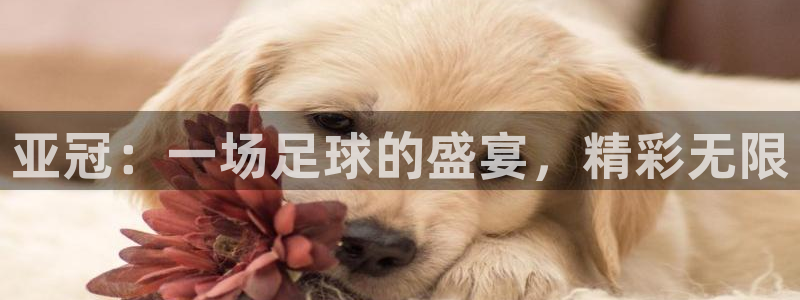 亚冠：一场足球的盛宴，精彩无限